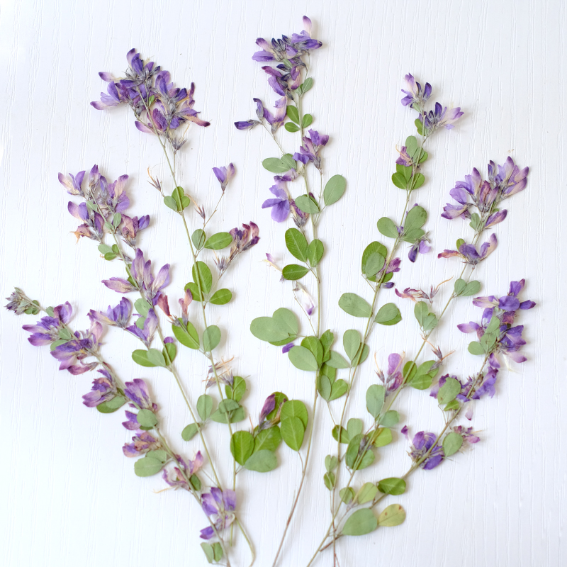 6pcs,nature Lespedeza Formosa  - đánh giá và giá Resin Art Baby