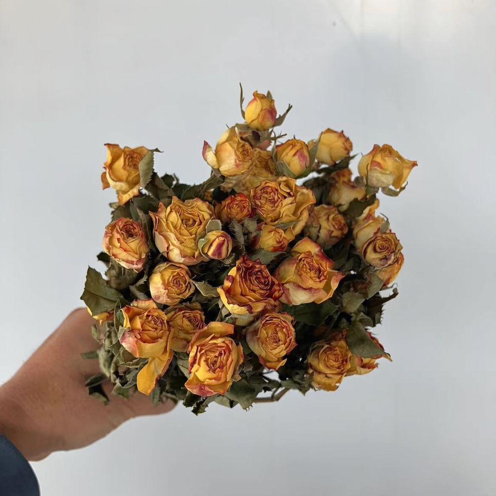Real Preserved Roses Dried Flo - đánh giá và giá Resin Art Rose