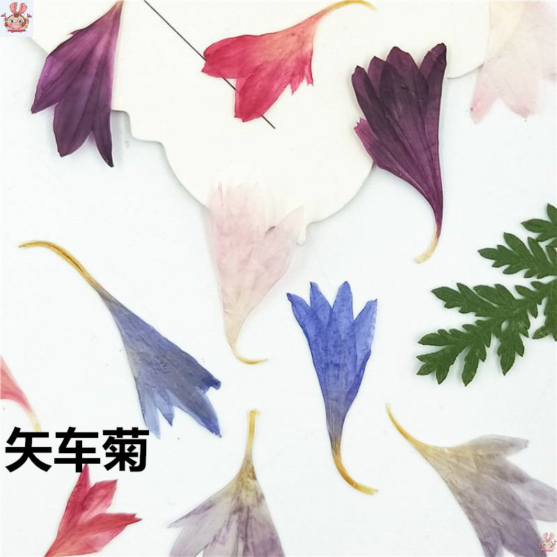20 Plant Specimens, Cornflower - đánh giá và giá Resin Art Baby