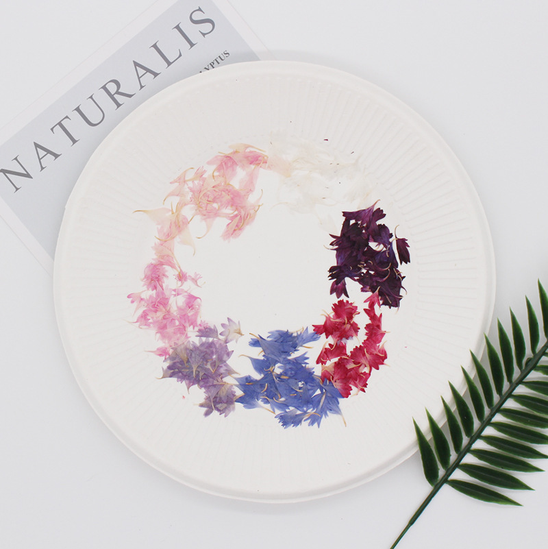 20 Plant Specimens, Cornflower - đánh giá và giá Resin Art Baby