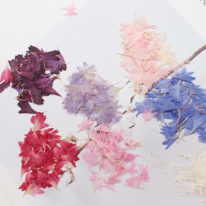 20 Plant Specimens, Cornflower - đánh giá và giá Resin Art Baby