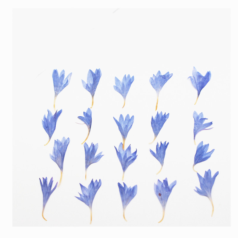 60pcs Mini Pressed Dried Flowe - đánh giá và giá Resin Art Baby