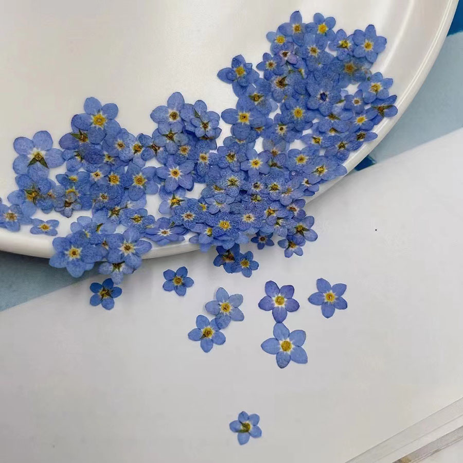 60pcs Mini Pressed Dried Flowe - đánh giá và giá Resin Art Baby