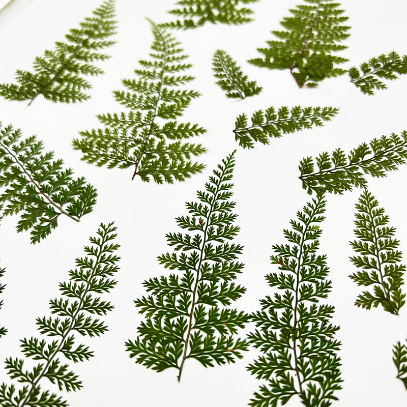 100Pcs Natural Rain Fern Leaf  - đánh giá và giá Resin Art Baby