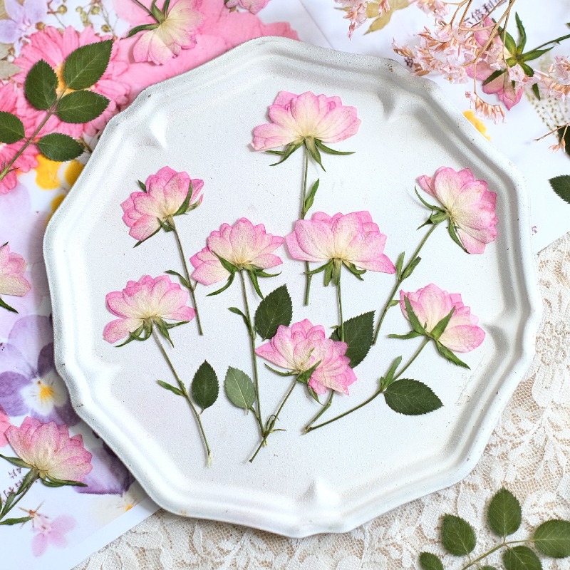 12pcs,Real Dried Pressed Flowe - đánh giá và giá Resin Art Baby