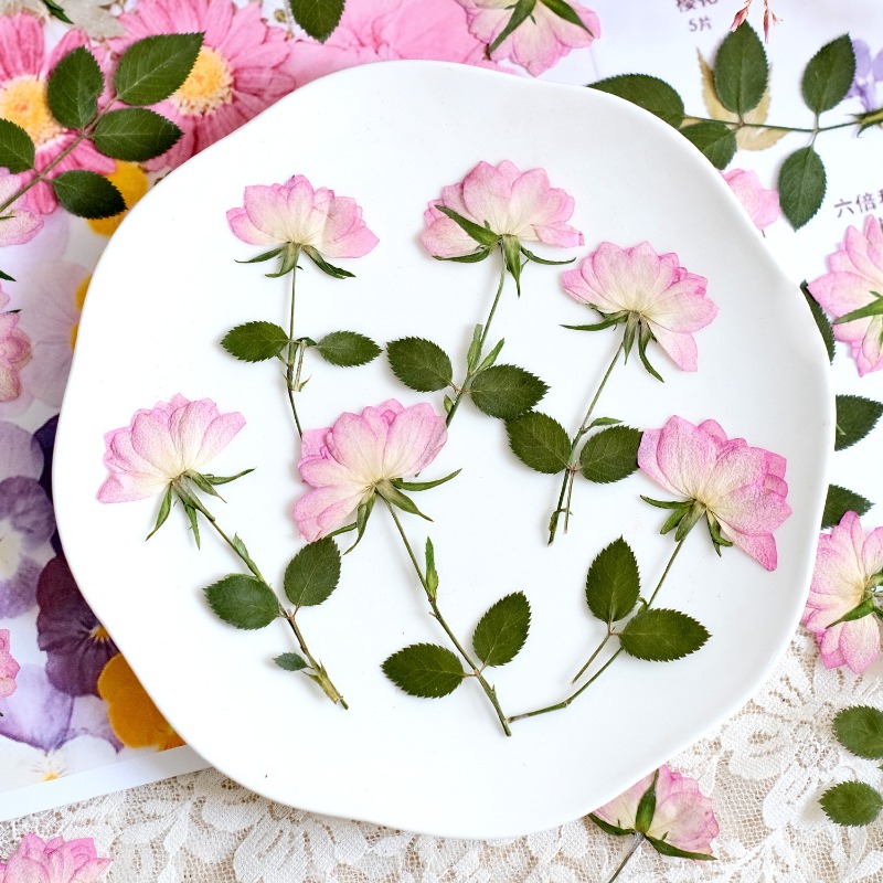 12pcs,Real Dried Pressed Flowe - đánh giá và giá Resin Art Baby