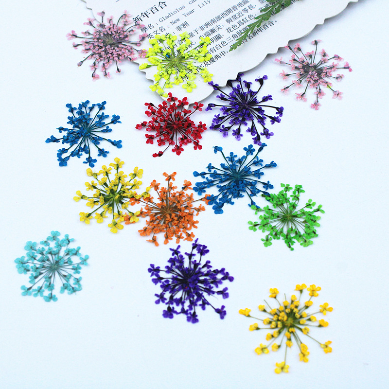 500pcs Lace Flowers Dried Flow - đánh giá và giá Resin Art Baby